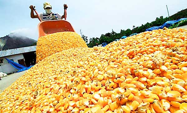 Expresa productor: Ocho millones de quintales de maíz están asegurados si siguen las lluvias