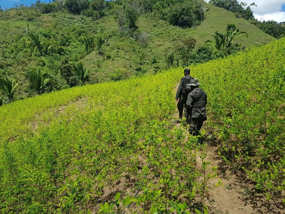 Autoridades ubican y destruyen más de 200 plantas de coca en Colón Autoridades ubican y destruyen más de 200 plantas de coca en Colón