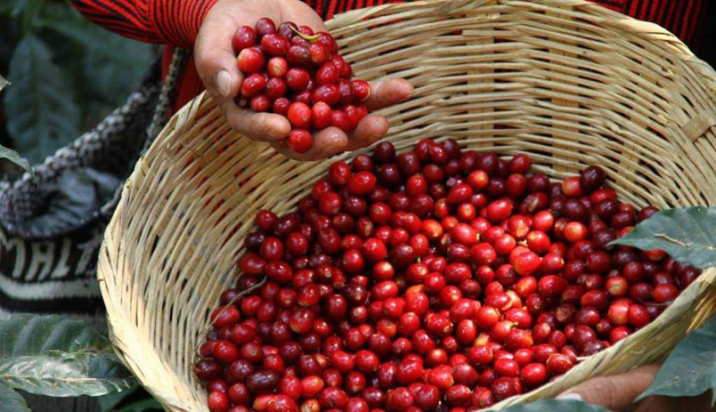 Productores de café alegres por repunte del aromático en casi 40 dólares en el mercado internacional Productores de café alegres por repunte del aromático en casi 40 dólares en el mercado internacional