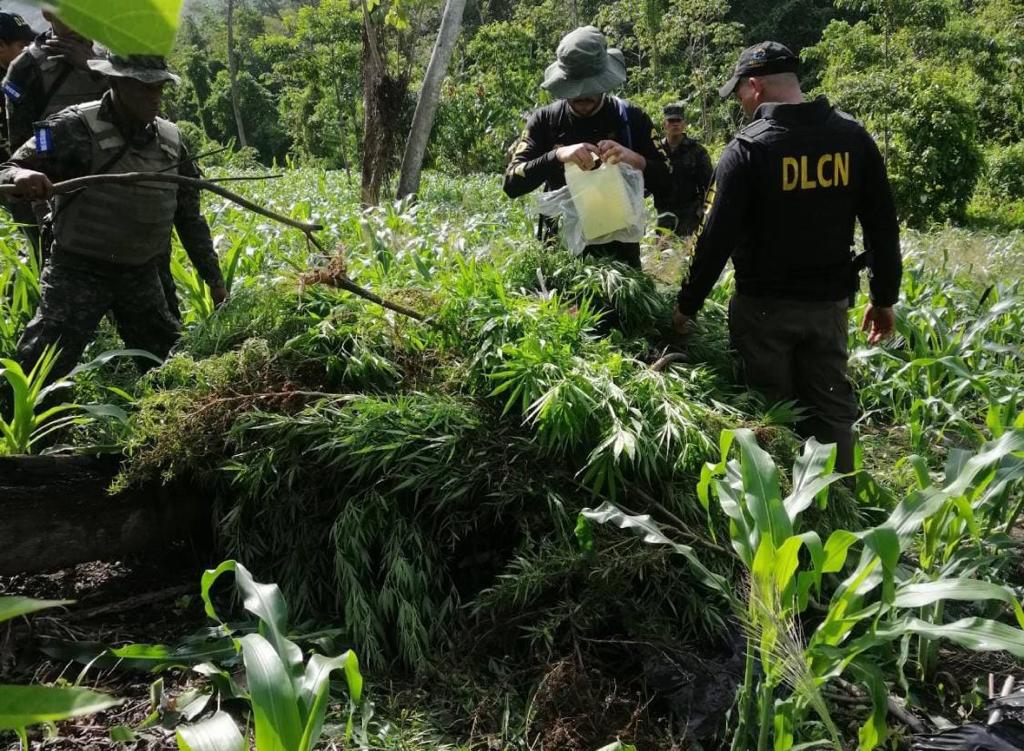 DLCN  erradica sembradío de Marihuana en Colón