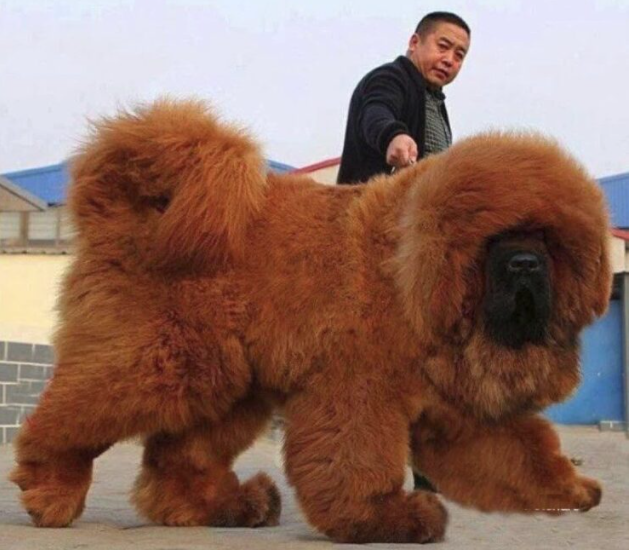 Conoce al Mastín Tibetano, el perro más caro del mundo