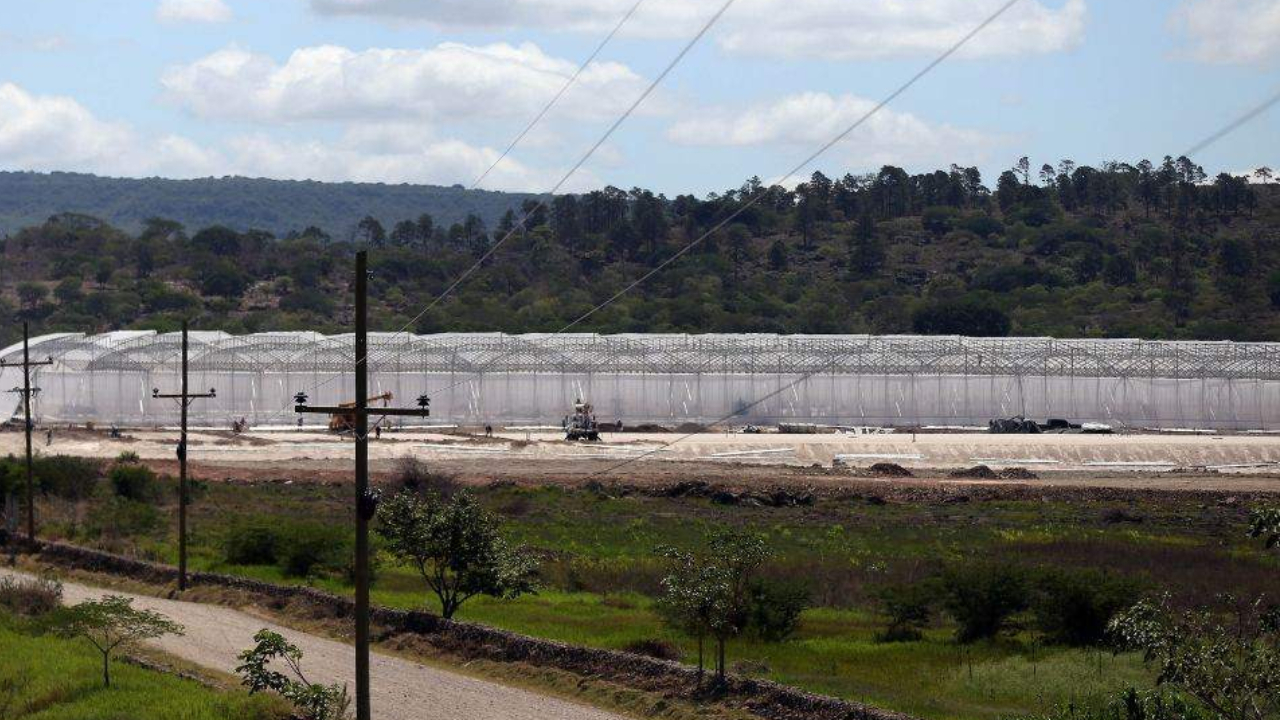 «En Zede Orquídea no estamos expropiando tierras»: Inversionista «En Zede Orquídea no estamos expropiando tierras»: Inversionista