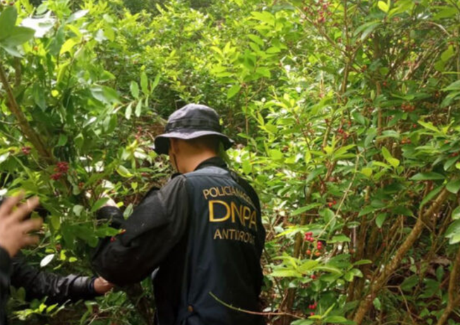 Colón: Autoridades destruyen 21,000 arbustos de coca y narcolaboratorio Colón: Autoridades destruyen 21,000 arbustos de coca y narcolaboratorio
