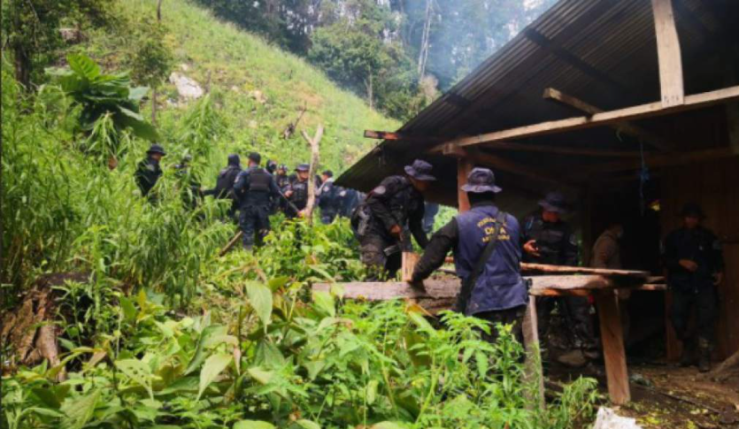 Autoridades ubican y destruyen 57,500 plantas de coca en Colón