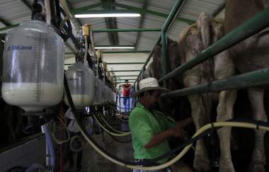Ministro de la SAG:   «Seis procesadoras de leche están incumpliendo el convenio»
