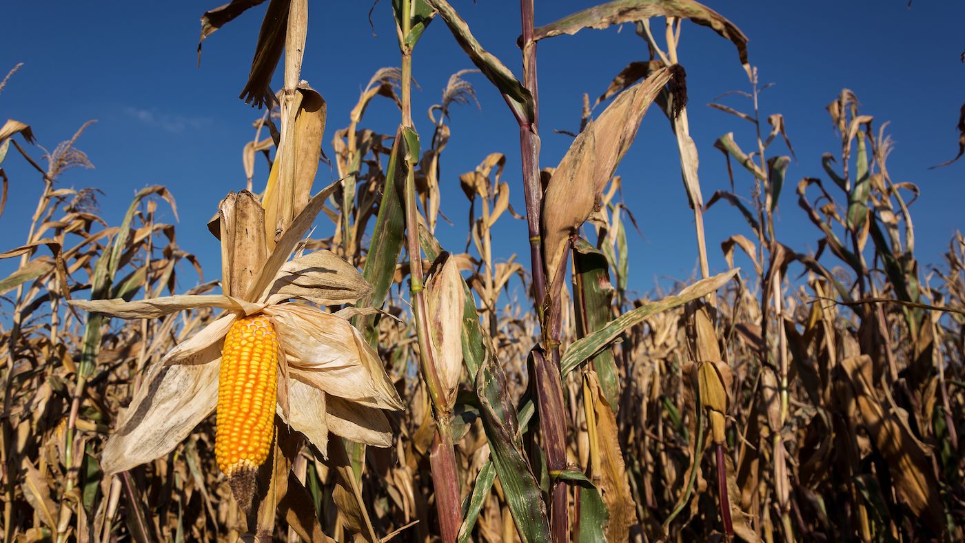 Anuncian escases de maíz a partir del mes de julio Anuncian escases de maíz a partir del mes de julio