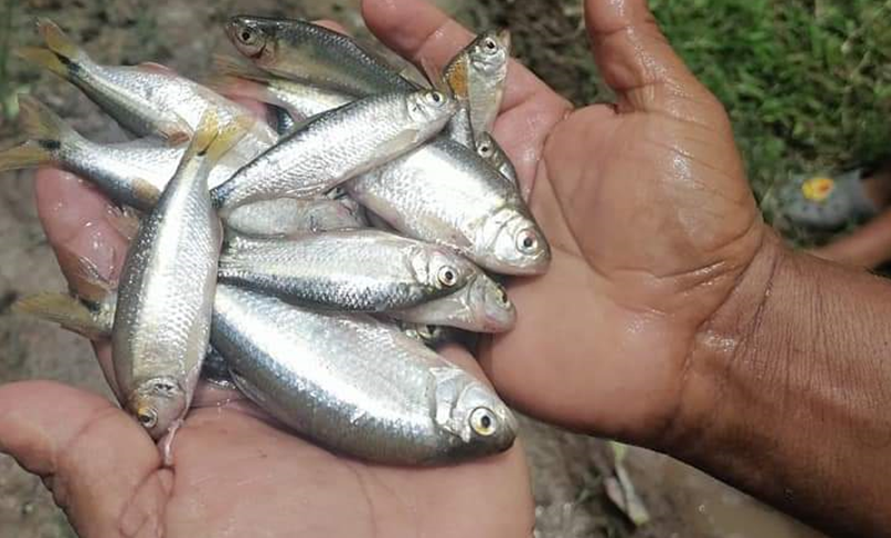 ¡INCREIBLE! En medio de la pandemia cae lluvia de peces en Yoro