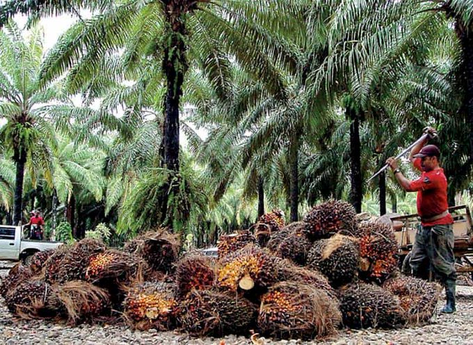 Exportación de palma superará los $ 500 millones en divisas  