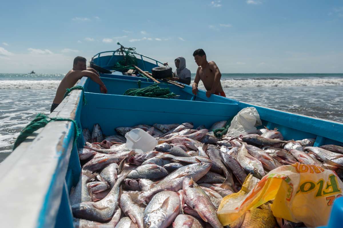 Instan a autoridades hondureñas a fortalecer y aplicar leyes para evitar pesca ilegal Instan a autoridades hondureñas a fortalecer y aplicar leyes para evitar pesca ilegal