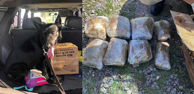 Más de ocho kilos de droga son incautados gracias al Escuadrón Canino en  La Ceiba