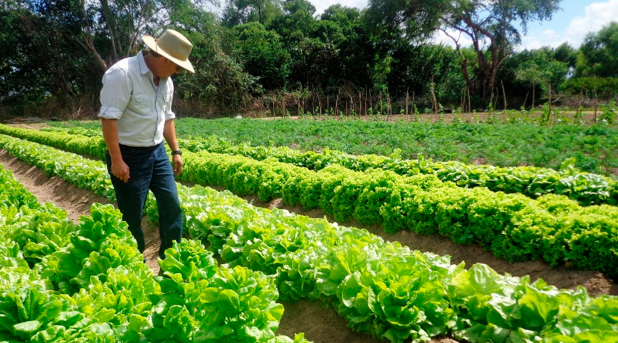 Banhprovi colocó más de L 1,500 millones en «Agrocréditos» en este primer semestre 