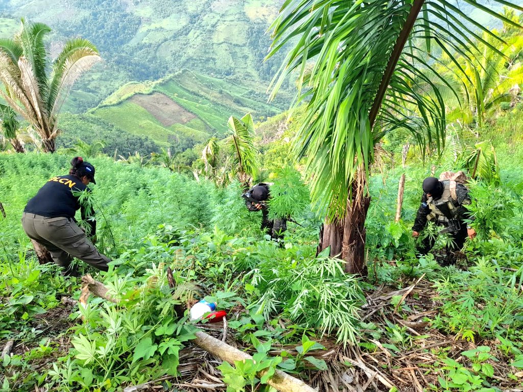 Erradican otra plantación de marihuana en Colón Erradican otra plantación de marihuana en Colón