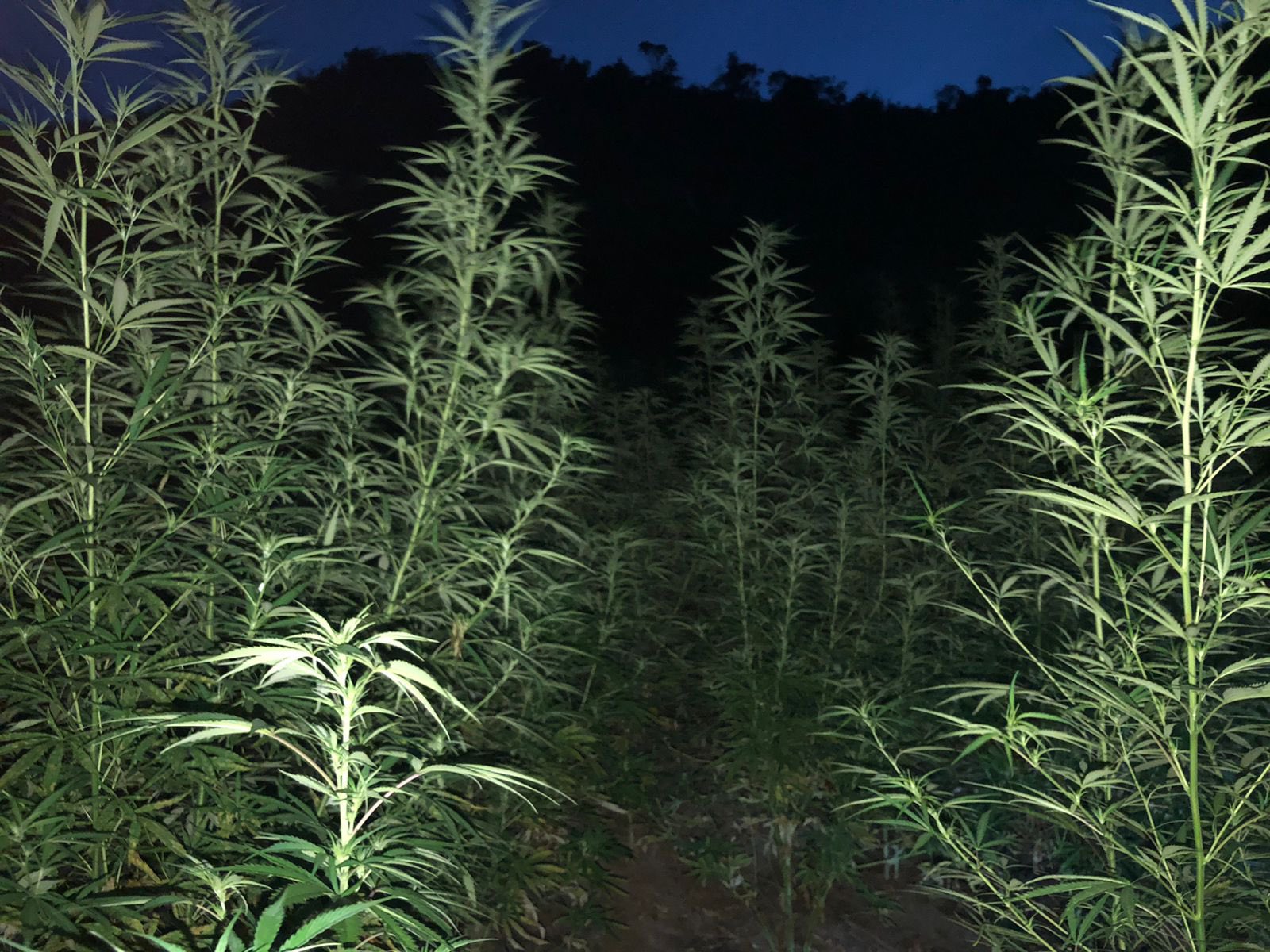 Autoridades ubican y destruyen más de 4,000 plantas de marihuana en Colón