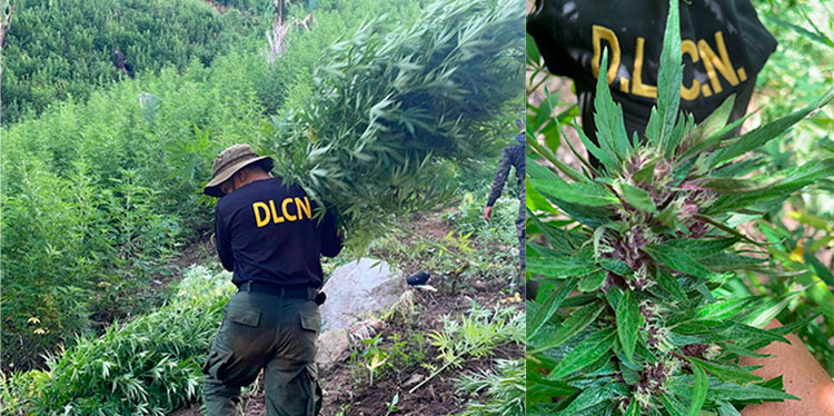 Autoridades erradican cuatro manzanas de marihuana “Purple Haze”