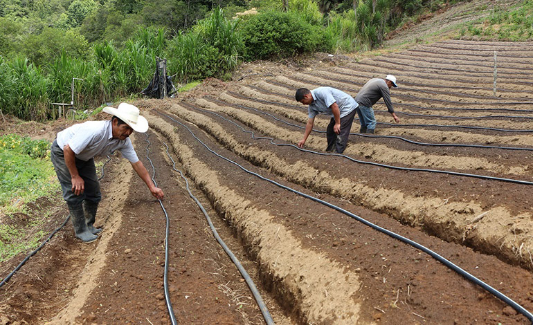 SAG Instala 545 sistemas de riego por goteo en siete departamentos  