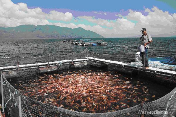 SAG: Honduras produce 11 millones de libras de tilapia SAG: Honduras produce 11 millones de libras de tilapia