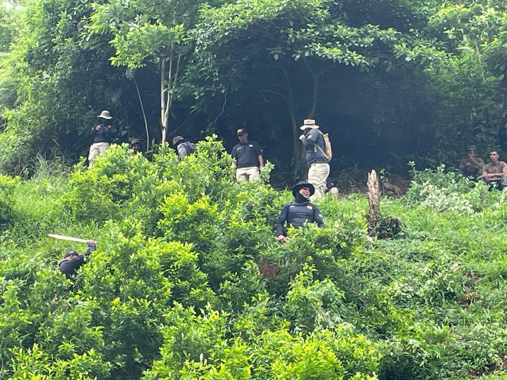 ATIC destruye plantación de hoja de coca y desmantela laboratorio en La Mosquitia ATIC destruye plantación de hoja de coca y desmantela laboratorio en La Mosquitia