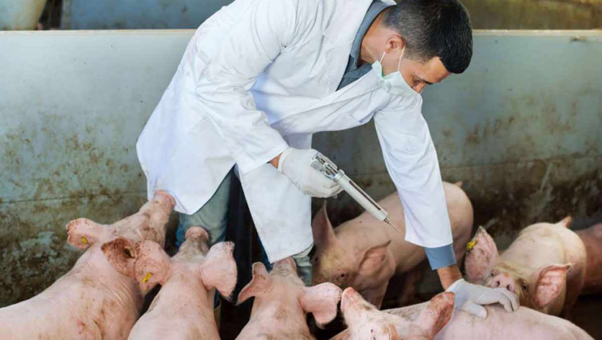 Honduras en alerta máxima por Peste Porcina detectada en Dominicana Honduras en alerta máxima por Peste Porcina detectada en Dominicana