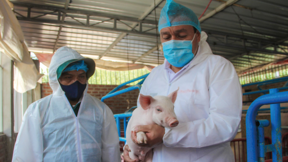 Fenagh recomienda no bajar la guardia ante peste porcina Fenagh recomienda no bajar la guardia ante peste porcina