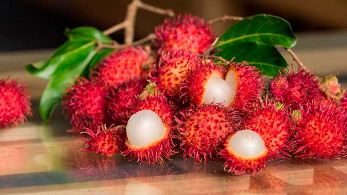 Rambután genera al país unos L 370 millones en ingresos anuales Rambután genera al país unos L 370 millones en ingresos anuales