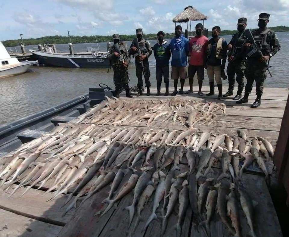 Capturan a cuatro sujetos que se dedicaban a la pesca ilegal de tiburones en La Mosquitia Capturan a cuatro sujetos que se dedicaban a la pesca ilegal de tiburones en La Mosquitia