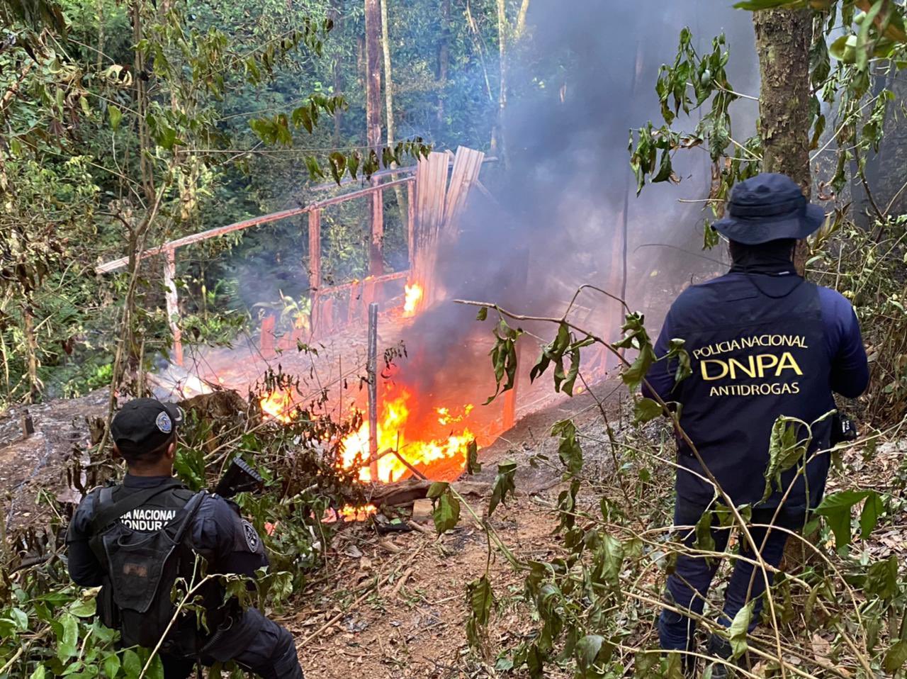 Más de ocho mil plantas de coca fueron destruidas por agentes policiales