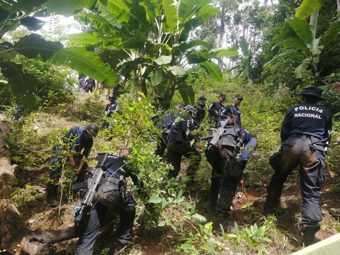 Policía ubica aproximadamente una hectárea de arbusto de coca en Colón Policía ubica aproximadamente una hectárea de arbusto de coca en Colón