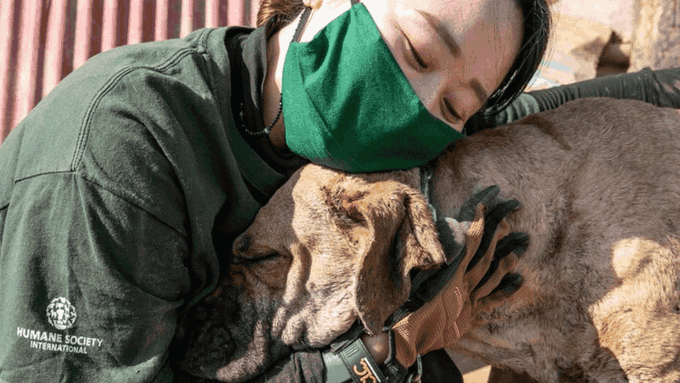 El presidente de Corea del Sur, Moon Jae-in, planteó la posibilidad de que se prohíba el consumo de carne de perro en el país