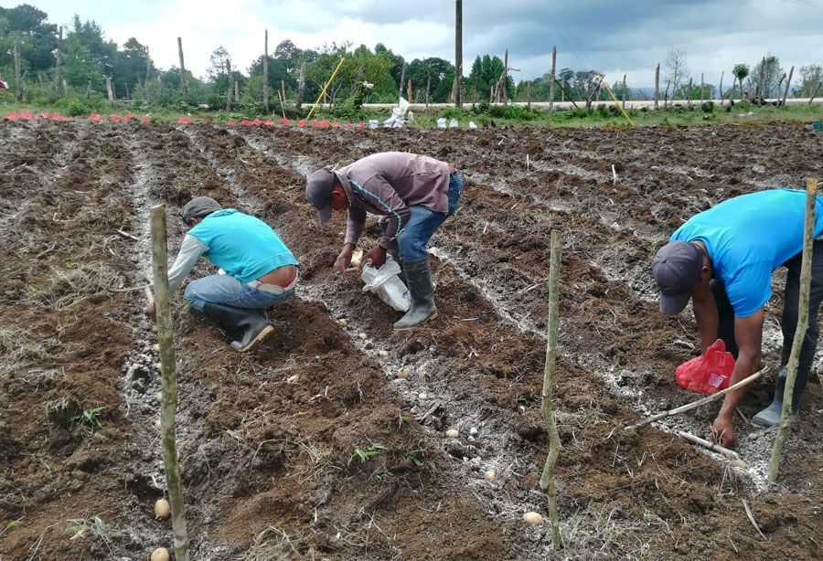 Fenagh: Preocupada por una posible escasez de granos básicos en el país