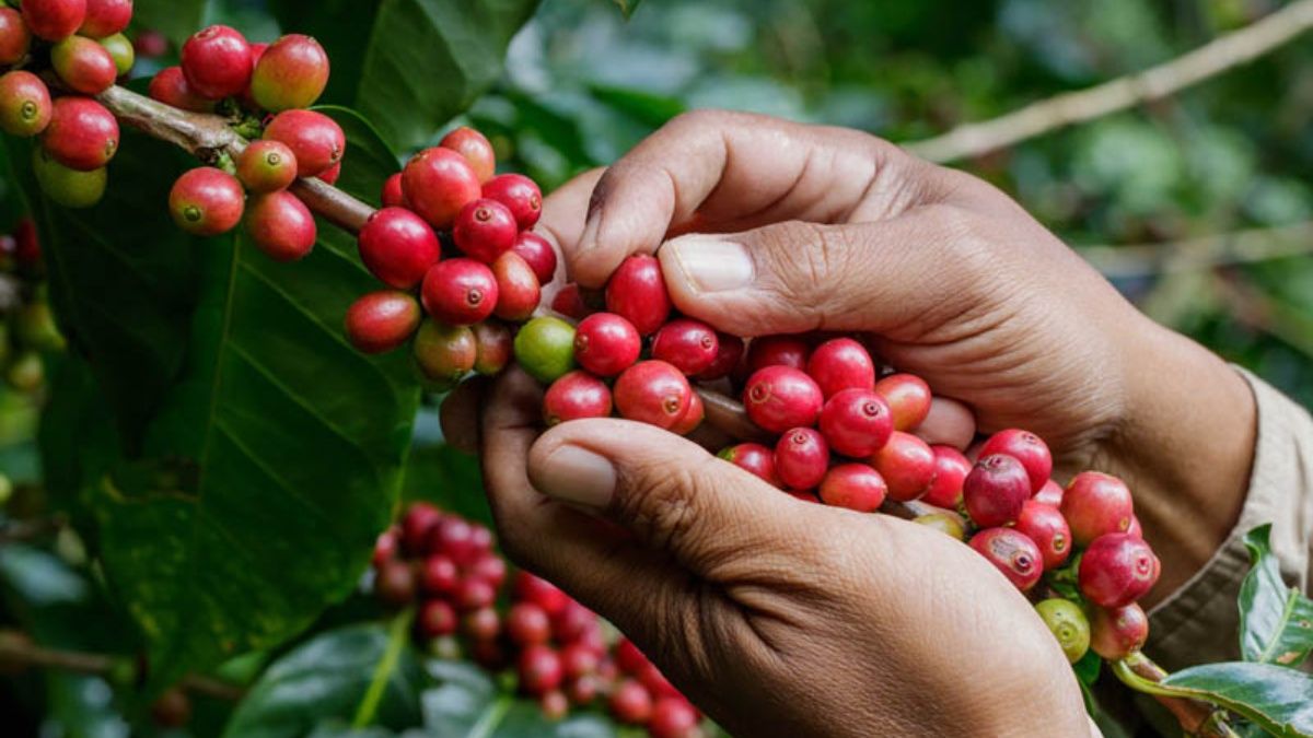 Honduras vendió 100% del café producido y ya supera los $.1,100 millones en divisas   