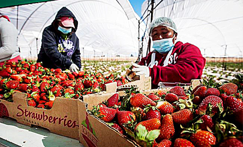 Taiwán capacita a productores de fresas  