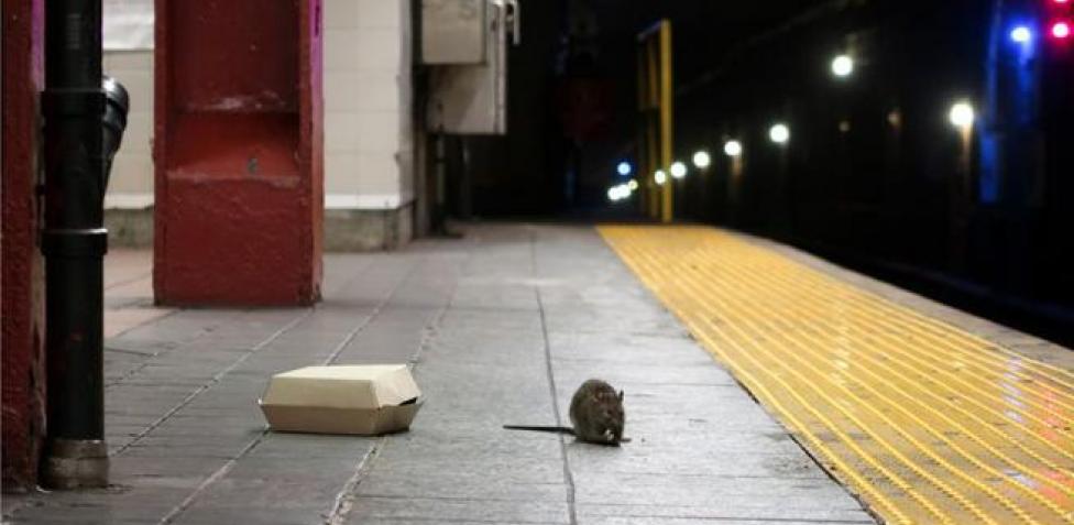 Nueva york ante el brote de una enfermedad transmitida por la orina de rata