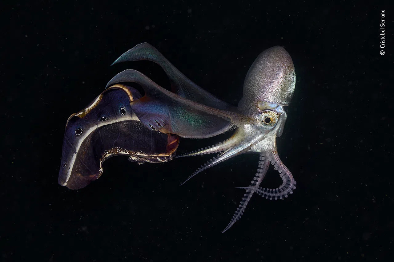 Estas fueron las imágenes ganadoras del «Wildlife Photographer of The Year 2021»