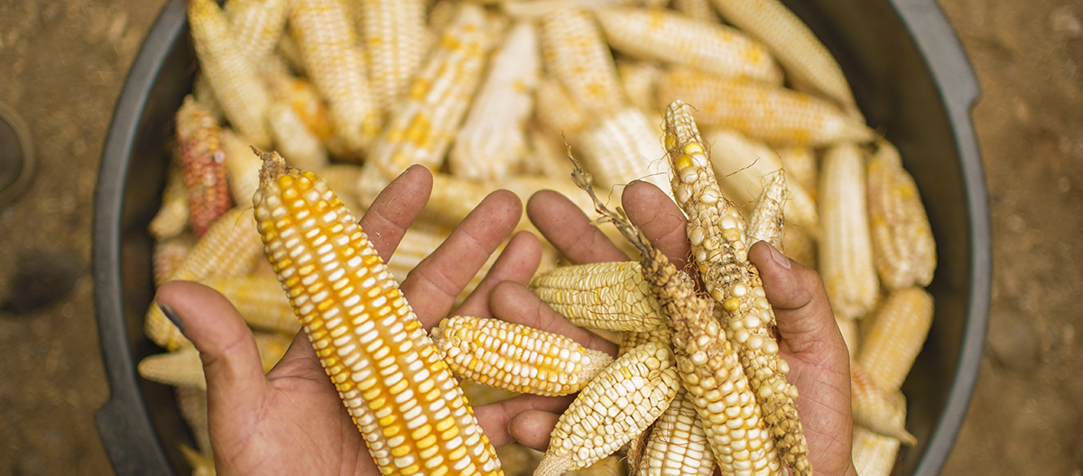 Día Mundial de la Alimentación: cambiar de rumbo