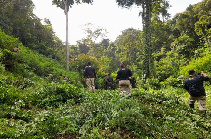 Autoridades ubican y desmantelan siete manzanas de cocaína en Iriona, Colón