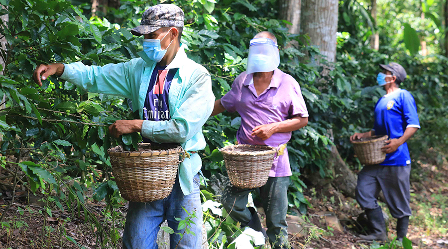 Inicia corte de café y productores lamentan no contar con mano de obra suficiente