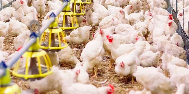 Holanda confina a sus aves de corral por la gripe aviar Holanda confina a sus aves de corral por la gripe aviar