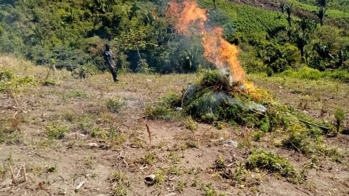 FFAA erradican plantación de marihuana en Tocoa, Colón