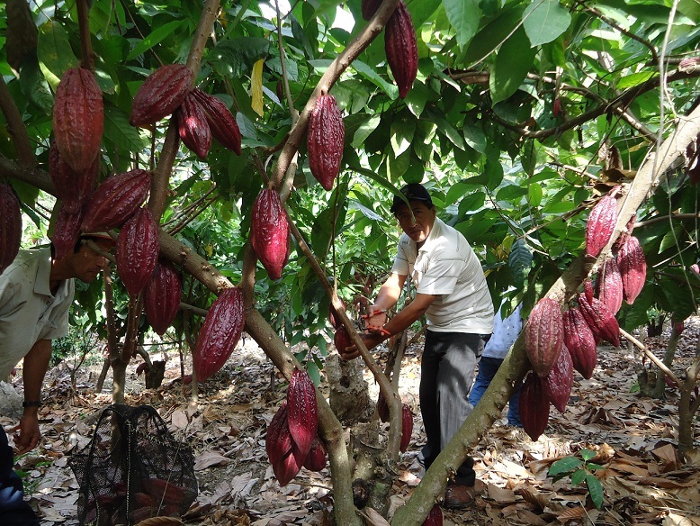 10 millones de lempiras se invierten en reactivar la industria del cacao
