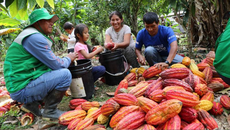Según productores: L.10 millones invierten en reactivar industria del cacao  