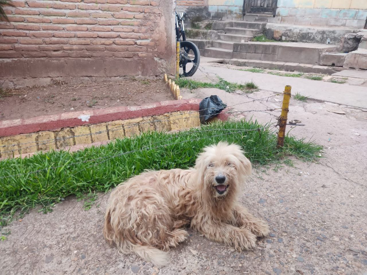 Ayuda a un amigo canino