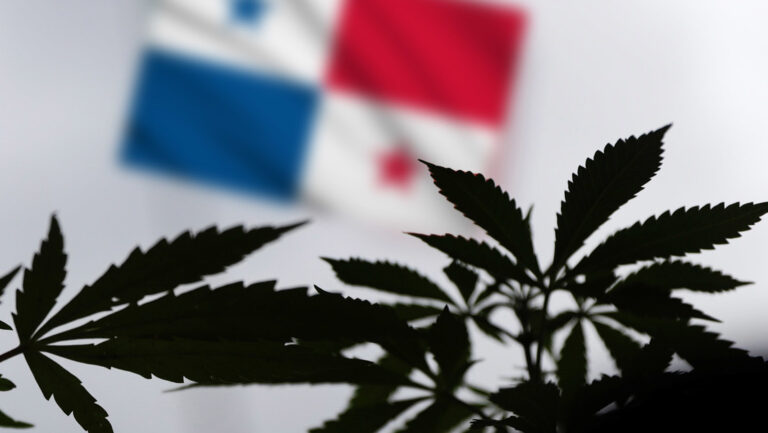 Panamá legaliza el uso medicinal y terapéutico de la marihuana Panamá legaliza el uso medicinal y terapéutico de la marihuana