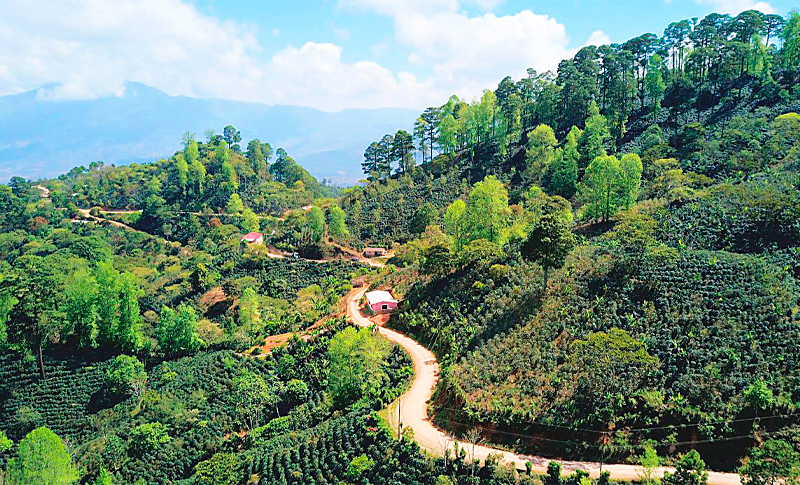 Ihcafé: L 300 millones invierten en rehabilitar tramos cafeteros Ihcafé: L 300 millones invierten en rehabilitar tramos cafeteros