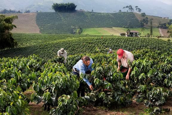 Canaturh: Por las rutas del café, tabaco y chocolate pueden viajar hondureños  