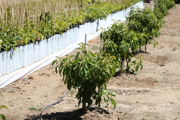 SAG: Superan meta de sembrar 4 mil hectáreas de aguacate SAG: Superan meta de sembrar 4 mil hectáreas de aguacate