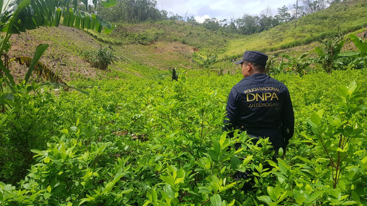 Autoridades Encuentran Más De 142000 Arbustos De Supuesta Coca Y Un Narco Laboratorio En Colón 1722