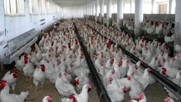 Reino Unido declara una alerta sanitaria nacional tras detectar casos de gripe aviar en animales Reino Unido declara una alerta sanitaria nacional tras detectar casos de gripe aviar en animales