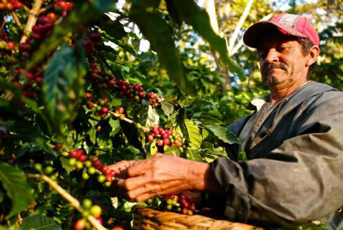 Gerente de Ihcafe: 34% del café exportado en octubre fue a Colombia Gerente de Ihcafe: 34% del café exportado en octubre fue a Colombia