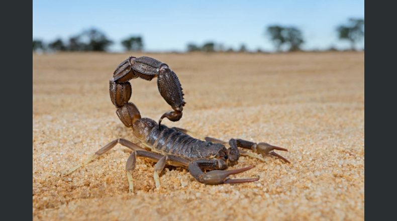 Una plaga de escorpiones en Egipto deja tres muertos y cientos de heridos