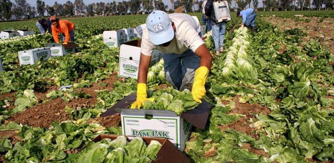 En diciembre, 350 hondureños saldrán al exterior con visas temporales de trabajo